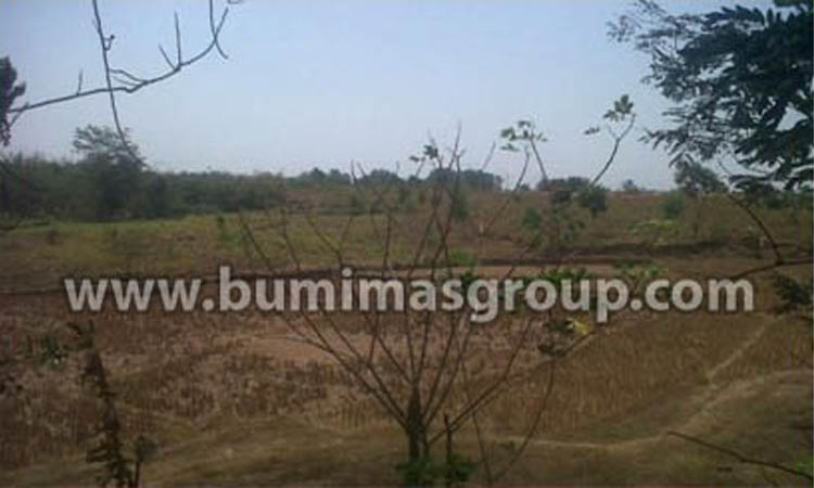 Majalengka, Palasah Foto Lokasi