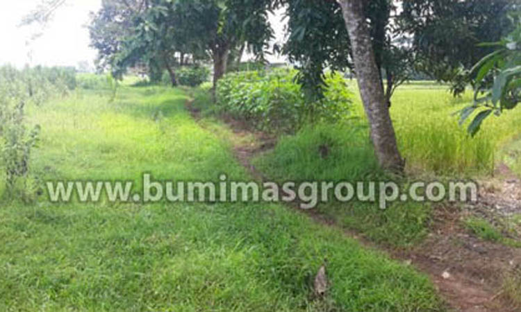 Majalengka, Palasah Tanah Rata